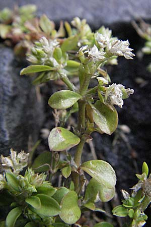 Polycarpon tetraphyllum \ Vierblttriges Nagelkraut / Four-Leaved Allseed, I Orvieto 2.6.2007