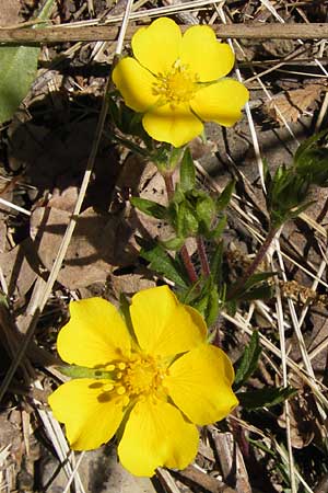 Potentilla inclinata \ Graues Fingerkraut / Grey Cinquefoil, I Liguria, Dolcedo 23.5.2013