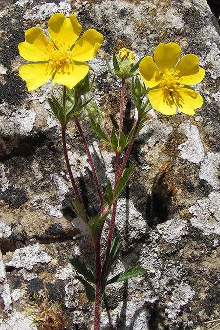 Potentilla inclinata \ Graues Fingerkraut / Grey Cinquefoil, I Liguria, Dolcedo 23.5.2013