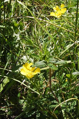 Potentilla inclinata \ Graues Fingerkraut / Grey Cinquefoil, I Liguria, Dolcedo 23.5.2013