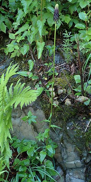 Phyteuma ovatum / Dark Rampion, I Alpi Bergamasche, Zambla Alta 7.6.2017