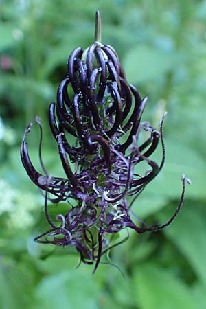 Phyteuma ovatum \ Hallers Teufelskralle / Dark Rampion, I Alpi Bergamasche, Zambla Alta 7.6.2017