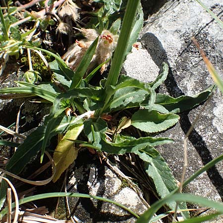 Phyteuma orbiculare \ Kugel-Rapunzel / Round-Headed Rampion, I Alpi Bergamasche, Pizzo Arera 7.6.2017