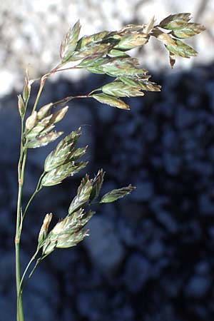 Poa alpina \ Alpen-Rispengras / Alpine Meadow Grass, I Prags,  Weißlahnsattel 6.7.2022