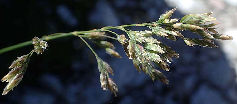 Poa alpina \ Alpen-Rispengras / Alpine Meadow Grass, I Prags,  Weißlahnsattel 6.7.2022