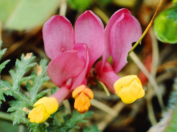 Polygala chamaebuxus var. grandiflora / Shrubby Milkwort, I Lago del Benaco, Sasso 7.5.1986