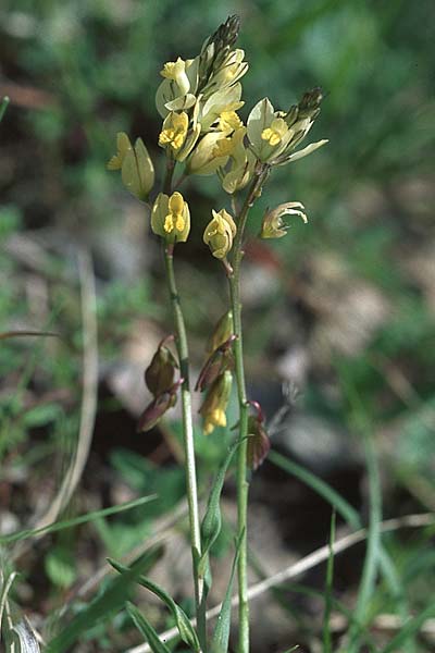 Polygala flavescens / Yellowish Milkwort, I Toscana 16.5.2005