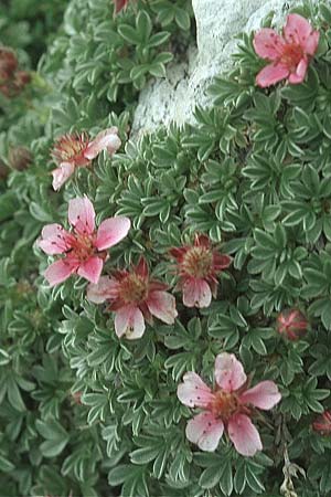 Potentilla nitida \ Dolomiten-Fingerkraut / Pink Cinquefoil, I Sella-Joch 6.8.2004