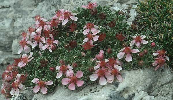 Potentilla nitida \ Dolomiten-Fingerkraut / Pink Cinquefoil, I Sella-Joch 6.8.2004