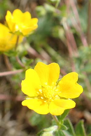 Potentilla pusilla / Small Cinquefoil, I Alpi Bergamasche, Pizzo Arera 9.6.2017