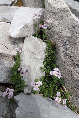 Petrocallis pyrenaica \ Pyrenen-Steinschmckel / Pyrenean Whitlow Grass, I Alpi Bergamasche, Pizzo Arera 9.6.2017