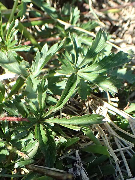 Potentilla pedata \ Langhaar-Fingerkraut, Fublttriges Fingerkraut / Long-Haired Cinquefoil, I Liguria, Borzonasca 29.9.2023