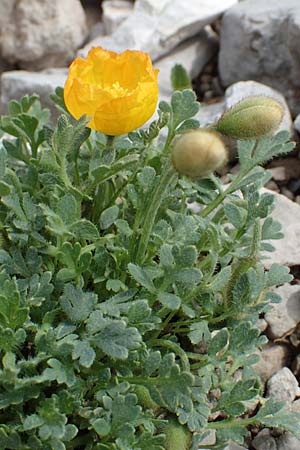 Papaver rhaeticum \ Gelber Alpen-Mohn, Rtischer Alpen-Mohn, I Alpi Bergamasche, Pizzo Arera 9.6.2017