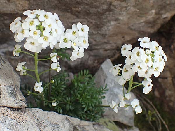 Hornungia alpina subsp. brevicaulis \ Kurzstnglige Steinkresse / Short-Stem Hutchinsia, I Alpi Bergamasche, Pizzo Arera 9.6.2017