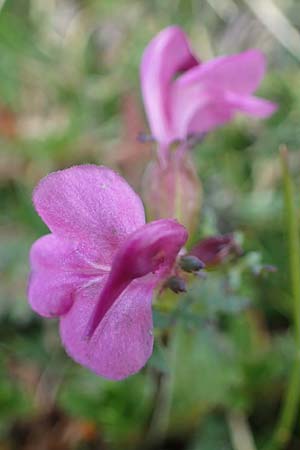 Pedicularis rostratocapitata \ Kopfiges Lusekraut, Geschnbeltes Lusekraut / Beaked Lousewort, I Südtirol,  Plätzwiese 5.7.2022