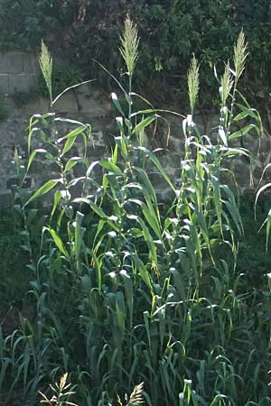 Arundo donax \ Pfahlrohr, Spanisches Rohr / Giant Reed, I Liguria, Moneglia 1.10.2023