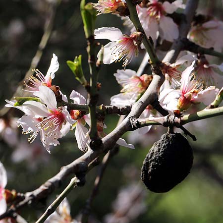 Prunus dulcis \ Mandel / Almond, I Diano San Pietro 25.2.2019 (Photo: Uwe & Katja Grabner)