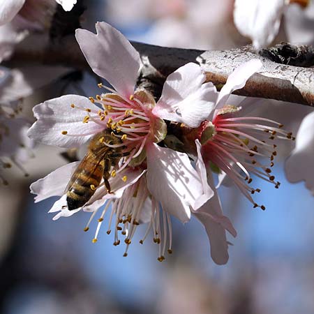 Prunus dulcis \ Mandel / Almond, I Diano San Pietro 25.2.2019 (Photo: Uwe & Katja Grabner)