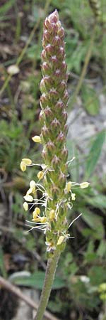 Plantago maritima subsp. serpentina / Fleshy Plantain, I Campo Imperatore 5.6.2007