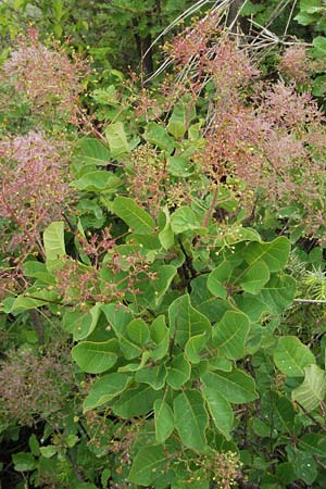 Cotinus coggygria \ Perckenstrauch / Smoke Tree, I Norcia 7.6.2007