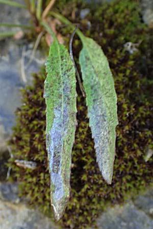 Phyteuma scheuchzeri subsp. scheuchzeri \ Horn-Teufelskralle, I Alpi Bergamasche, Zambla Alta 7.6.2017