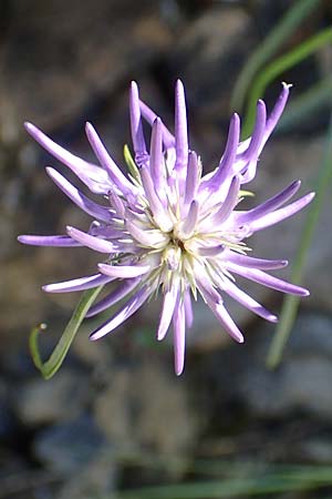 Phyteuma scheuchzeri subsp. scheuchzeri \ Horn-Teufelskralle, I Alpi Bergamasche, Zambla Alta 7.6.2017