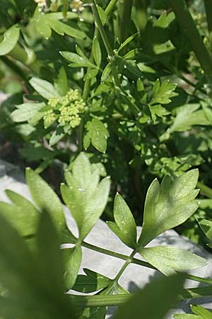 Petroselinum crispum \ Petersilie, I Iseosee, Sulzano 8.6.2017