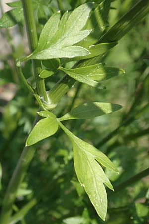 Petroselinum crispum \ Petersilie, I Iseosee, Sulzano 8.6.2017