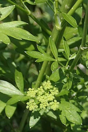 Petroselinum crispum \ Petersilie / Parsley, I Iseosee, Sulzano 8.6.2017