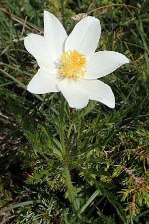 Pulsatilla alpina subsp. austroalpina / Southern Alpine Pasque-Flower, I Alpi Bergamasche, Pizzo Arera 9.6.2017