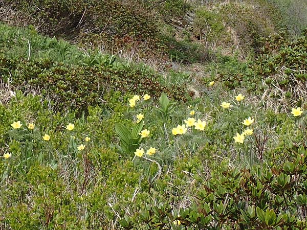 Pulsatilla alpina subsp. apiifolia \ Gelbe Kuhschelle, Schwefel-Anemone, I Passo San Marco 10.6.2017