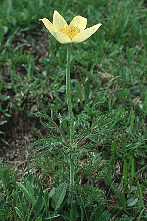 Pulsatilla alpina subsp. apiifolia / Yellow Alpine Pasque-Flower, I Alpe di Siusi 13.7.1991