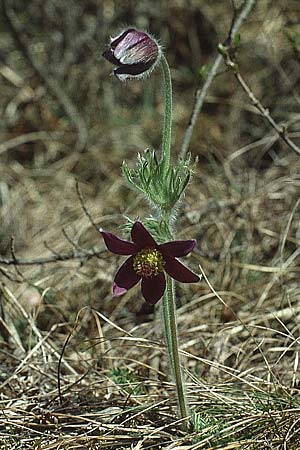 Pulsatilla montana subsp. montana / Mountain Pasque-Flower, I Terlago 9.4.1993