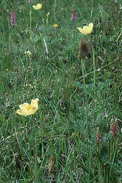 Pulsatilla alpina subsp. apiifolia \ Gelbe Kuhschelle, Schwefel-Anemone, I Langtauferer Tal 30.6.1993