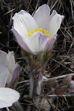 Pulsatilla vernalis \ Frhlings-Kuhschelle, Pelz-Anemone / Spring Pasque-Flower, I Liguria, Imperia, Monte Saccarello 29.5.2013