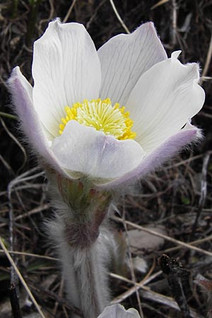 Pulsatilla vernalis \ Frhlings-Kuhschelle, Pelz-Anemone / Spring Pasque-Flower, I Liguria, Imperia, Monte Saccarello 29.5.2013