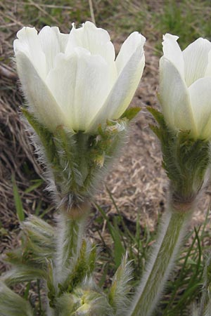 Pulsatilla vernalis \ Frhlings-Kuhschelle, Pelz-Anemone / Spring Pasque-Flower, I Liguria, Imperia, Monte Saccarello 29.5.2013