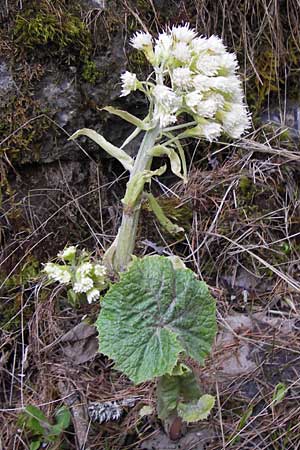 Petasites albus / White Butterbur, I Liguria, Imperia, Monte Saccarello 29.5.2013