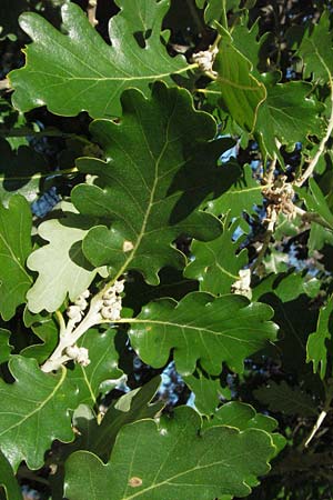 Quercus pubescens \ Flaum-Eiche / White Oak, I Ancona 30.5.2007