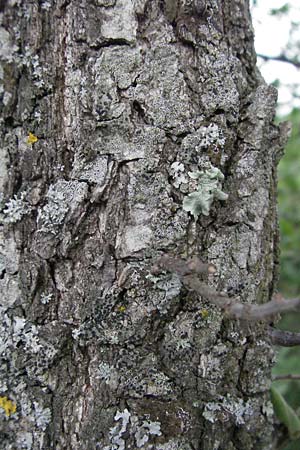 Quercus pubescens \ Flaum-Eiche, I Passignano 1.6.2007