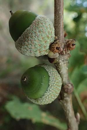 Quercus pubescens \ Flaum-Eiche / White Oak, I Liguria, Moneglia 30.9.2023