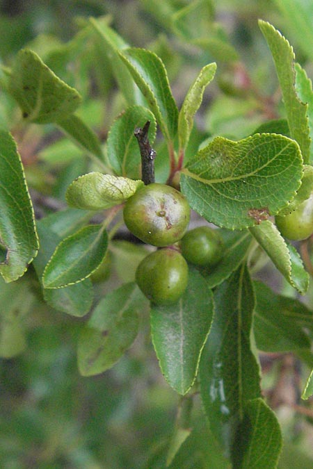 Rhamnus saxatilis subsp. infectoria \ Kreuzdorn / Buckthorn, I Gole del Salinello bei/near Ripe 6.6.2007