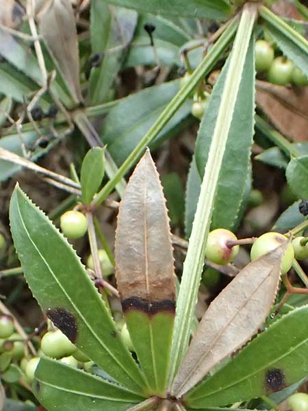 Rubia peregrina \ Wilde Rte, I Liguria, Levanto 4.10.2023