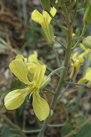 Raphanus raphanistrum subsp. landra \ Gelber Acker-Rettich / Mediterranean Radish, I Ancona 29.5.2007