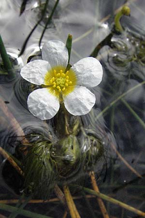 Ranunculus trichophyllus ? \ Haarblättriger Wasser-Hahnenfuß, I Monti Sibillini 8.6.2007
