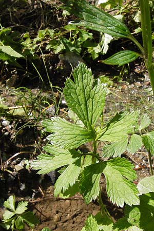 Ranunculus nemorosus ? \ Hain-Hahnenfu / Wood Buttercup, I Liguria, Zuccarello 19.5.2013