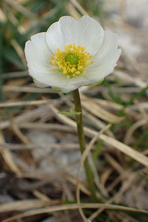 Ranunculus alpestris \ Alpen-Hahnenfu / Alpine Buttercup, I Alpi Bergamasche, Pizzo Arera 9.6.2017