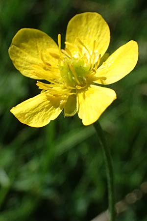 Ranunculus aduncus \ Haken-Hahnenfu / Hooked Buttercup, I Liguria, Monte Beigua 2.10.2023