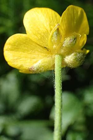 Ranunculus aduncus \ Haken-Hahnenfu / Hooked Buttercup, I Liguria, Monte Beigua 2.10.2023