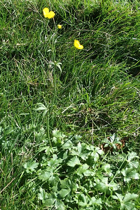 Ranunculus aduncus \ Haken-Hahnenfu / Hooked Buttercup, I Liguria, Monte Beigua 2.10.2023